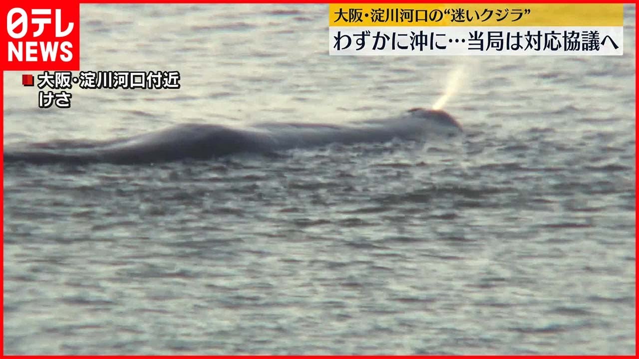【迷いクジラ】10日も淀川河口付近に…当局は対応を協議