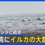 「100頭ぐらいいた」　トド、クジラに続き今度は東京湾にイルカの大群｜TBS NEWS DIG