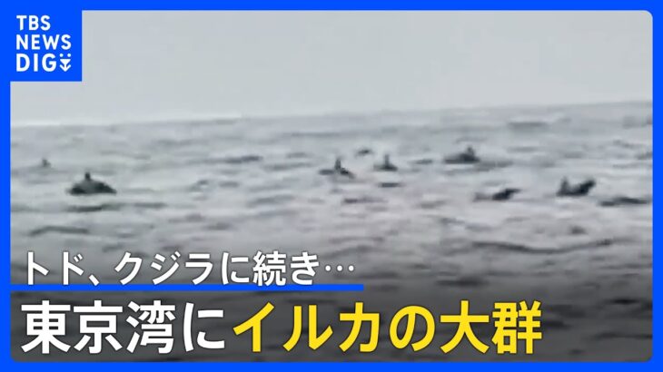 「100頭ぐらいいた」　トド、クジラに続き今度は東京湾にイルカの大群｜TBS NEWS DIG