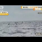 東京湾に“イルカ100頭”　専門家「数多く珍しい」(2023年1月24日)