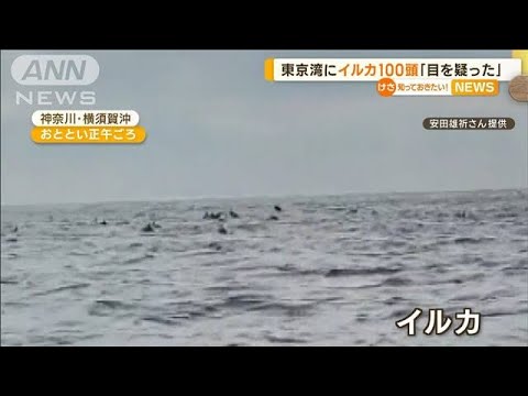 東京湾に“イルカ100頭”　専門家「数多く珍しい」(2023年1月24日)
