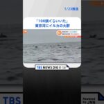 「100頭ぐらいいた」 トド、クジラに続き今度は東京湾にイルカの大群｜TBS NEWS DIG #shorts