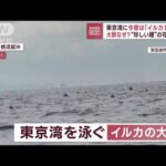 「100頭以上はいた」今度は東京湾にイルカの大群　“珍しい種”の可能性も(2023年1月24日)