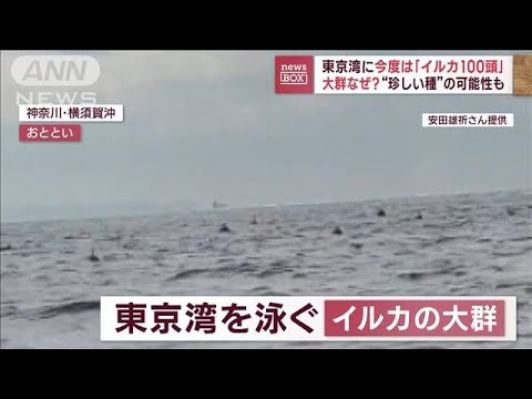 「100頭以上はいた」今度は東京湾にイルカの大群　“珍しい種”の可能性も(2023年1月24日)