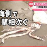 【ダイオウイカ】鳥取で発見 重さ100キロ・体長8メートル