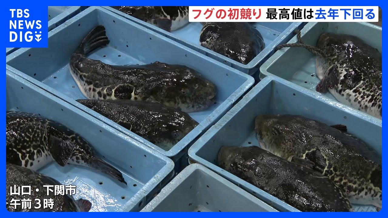 最高値は1キロあたり1万5000円　2022年より2000円ほど下回る　山口・下関でフグの初競り｜TBS&nbsp;NEWS&nbsp;DIG
