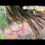 120年に一度咲く「竹の花」かも？　鎌倉の里山で…発見者「何か夢がある」(2023年1月10日)