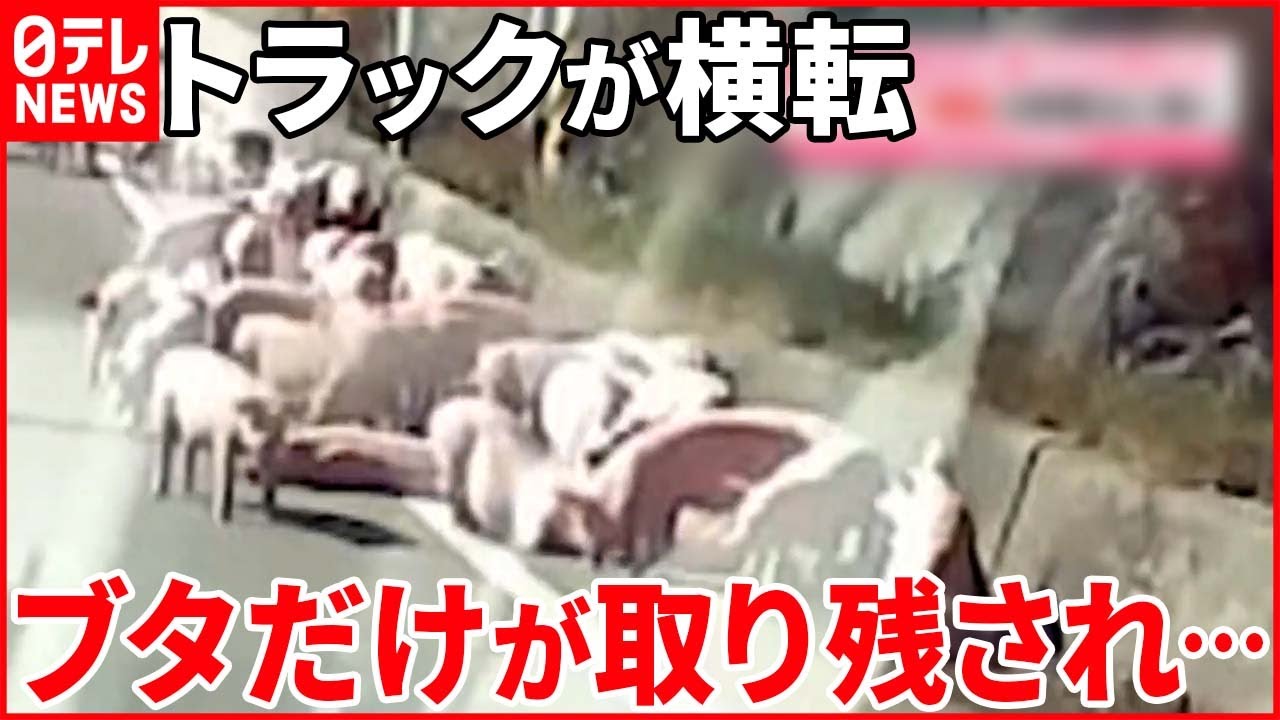 【ブタ“130頭”】トラック横転し取り残され… 韓国で交通規制
