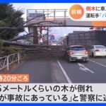 「15メートルくらいの木が倒れ、車が事故にあっている」強風で倒木　国道で2台巻き込み　けが人なし　群馬・前橋市｜TBS NEWS DIG