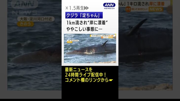 クジラ「淀ちゃん」1km流され“岸に漂着” ややこしい事態に…大阪市「対応を再検討」#shorts