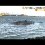 クジラ「淀ちゃん」1km流され“岸に漂着” ややこしい事態に…大阪市「対応を再検討」(2023年1月17日)