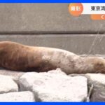 体長およそ2メートル　トドを東京湾で再度発見！ 岩場に頭をつけてぐったり？｜TBS NEWS DIG
