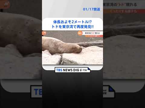 体長およそ2メートル　トドを東京湾で再度発見！ 岩場に頭をつけてぐったり？| TBS NEWS DIG #shorts