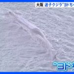 大阪・淀川の迷いクジラ「ヨドちゃん」　2日目も巡視艇による監視続く｜TBS NEWS DIG