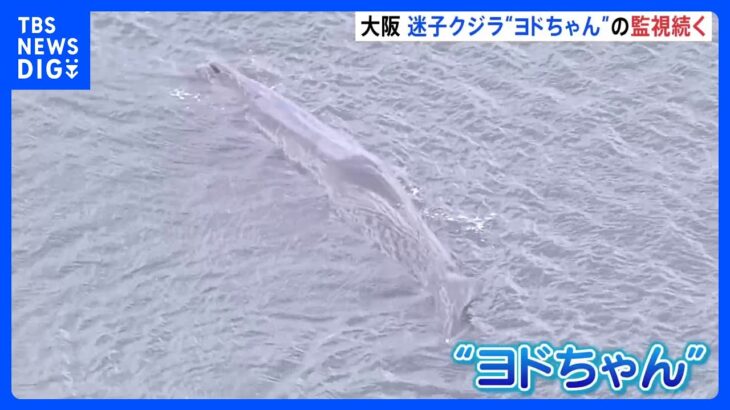 大阪・淀川の迷いクジラ「ヨドちゃん」　2日目も巡視艇による監視続く｜TBS NEWS DIG