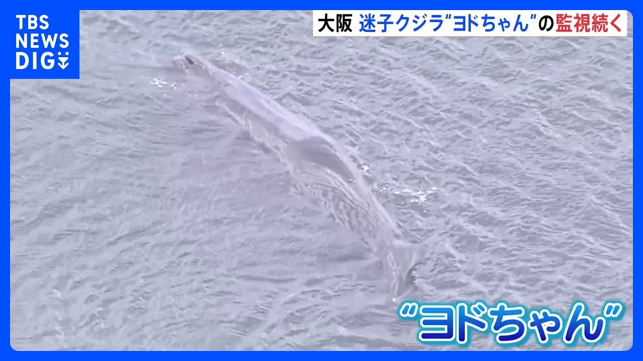 大阪・淀川の迷いクジラ「ヨドちゃん」 2日目も巡視艇による監視続く|TBS NEWS DIG