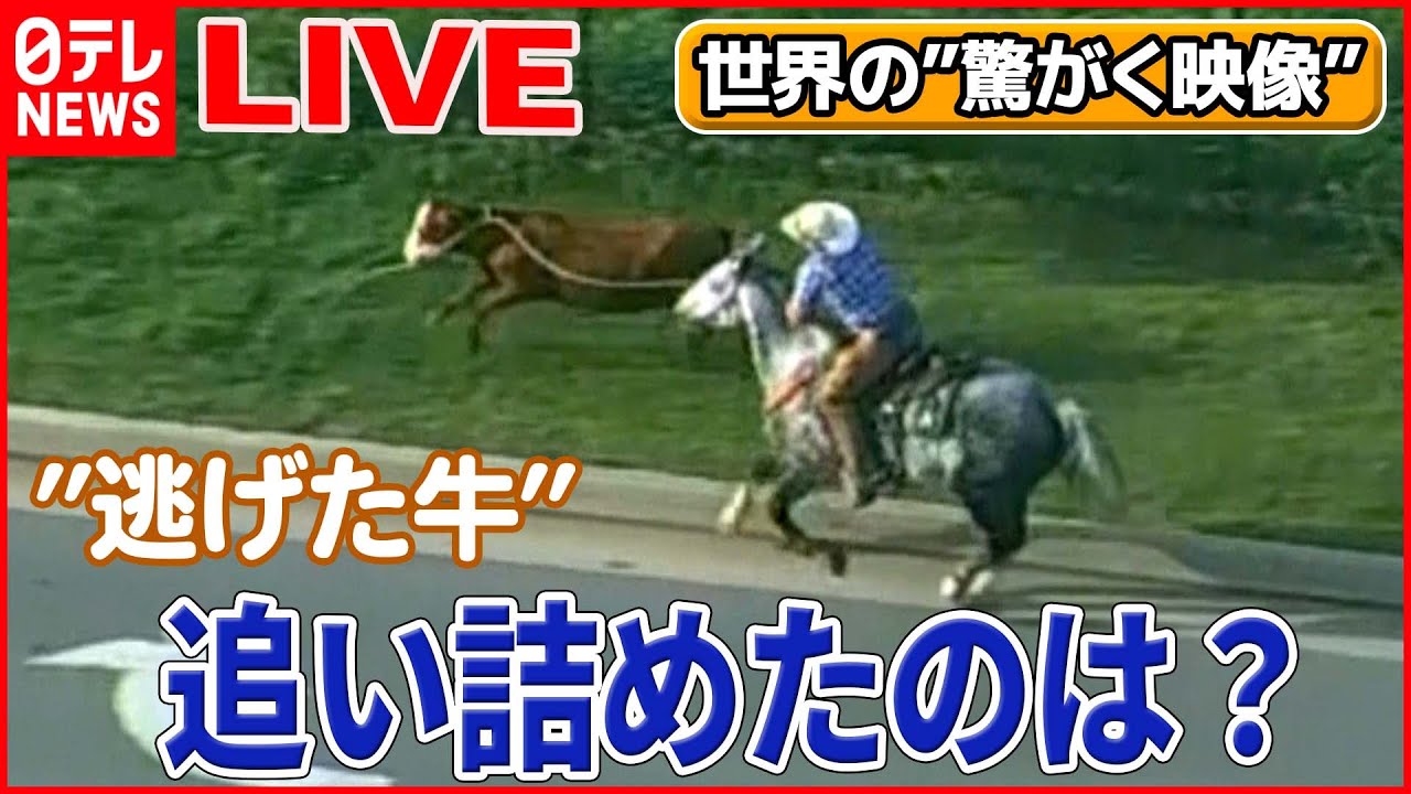 【世界の驚愕映像ライブ】“間抜けな”2人組…思わぬ展開に/真夜中のカーチェイス/ 観光客のカメラを盗むオウム/カンガルと男性が―World Heart Stopping Moments