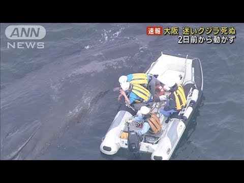 迷いクジラ“淀ちゃん”死ぬ　大阪市が確認　2日前から動かず…(2023年1月13日)