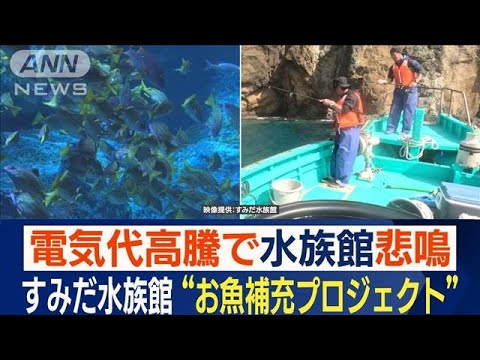 「すみだ水族館」“魚の補充作戦”　200匹超を1000km先まで…“非常に珍しい魚”も(2023年1月29日)