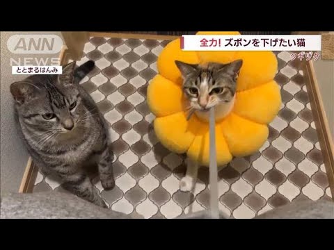 全力！飼い主さんのズボンを下げたいニャンコ(2023年1月19日)