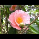 “春先取り”伊豆大島で「椿まつり」始まる(2023年1月29日)