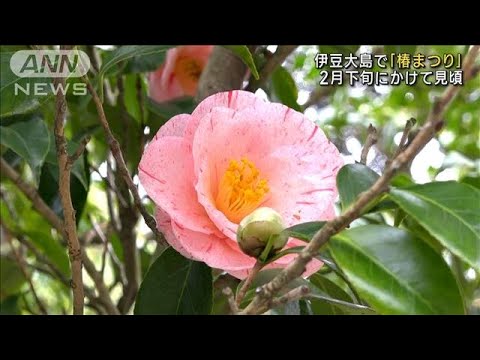 “春先取り”伊豆大島で「椿まつり」始まる(2023年1月29日)