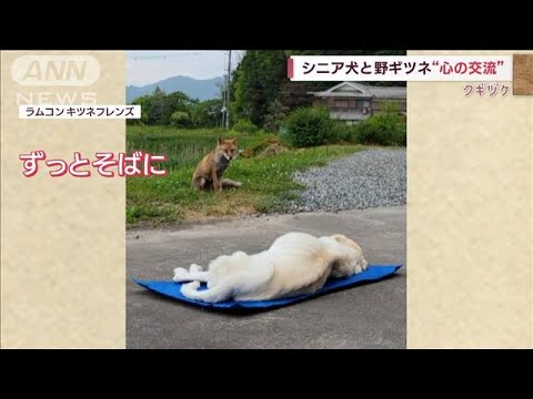 感動！シニア犬と野ギツネの“心の交流”(2023年1月17日)