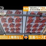 東京21日連続「降水なし」カラカラ天気“干物店”大喜び「照り出る」干し芋農園も笑顔(2023年1月13日)