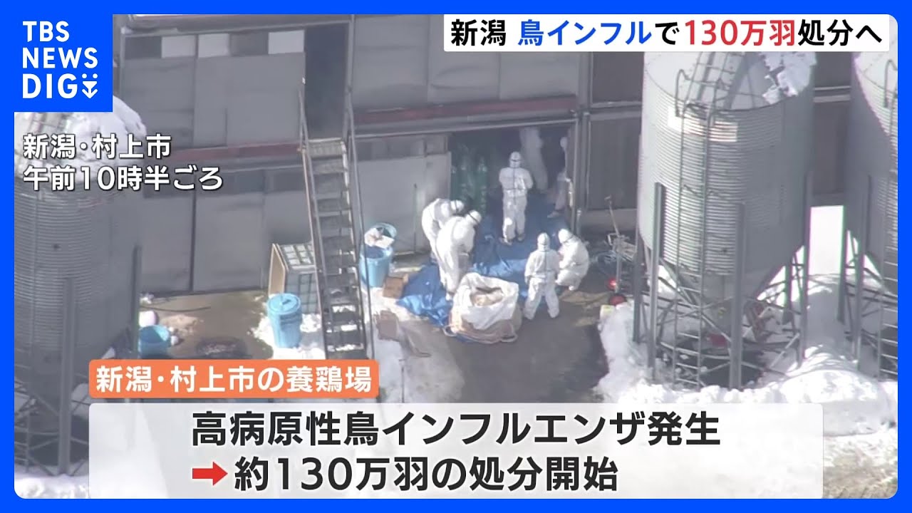 新潟・村上市で鳥インフル　全国2番目規模の約130万羽を処分｜TBS&nbsp;NEWS&nbsp;DIG