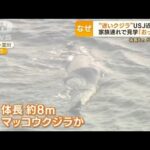 “迷いクジラ”大阪湾に…水深2m“乗り上げ”恐れも　専門家指摘“事態を見守るべき”(2023年1月10日)