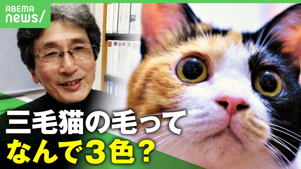 【謎】三毛猫の毛はなぜ3色？長年の謎を解き明かせ！”700万円の寄付”研究プロジェクト【猫動画】