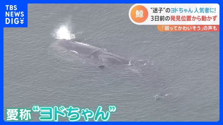 「弱ってかわいそう」迷いクジラ・ヨドちゃん　3日目もほぼ同じ所に　あす以降も監視　大阪・淀川｜TBS NEWS DIG