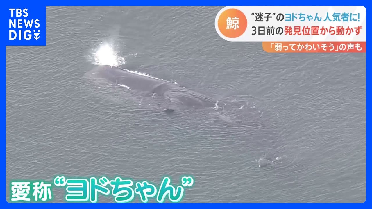 「弱ってかわいそう」迷いクジラ・ヨドちゃん 3日目もほぼ同じ所に あす以降も監視 大阪・淀川|TBS NEWS DIG