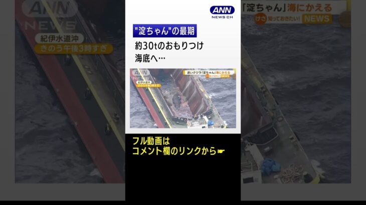 大阪湾の「淀ちゃん」海にかえる 約30トンのおもりつけ海底へ…(2023年1月20日) #Shorts