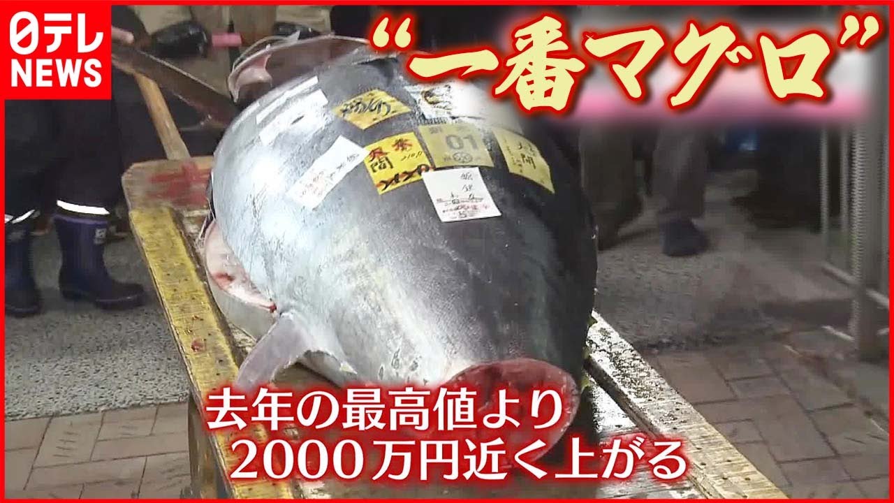 【3604万円で落札】「ダントツでナンバー1」絶賛“一番マグロ” 豊洲市場