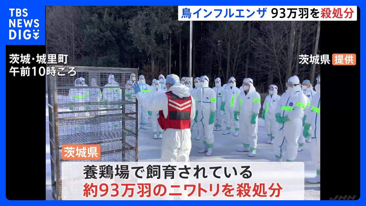 茨城で今シーズン3例目の鳥インフル　93万羽を殺処分｜TBS&nbsp;NEWS&nbsp;DIG