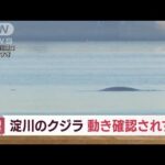 【淀川のクジラ】現れて4日目「弱っている感じ」(2023年1月12日)