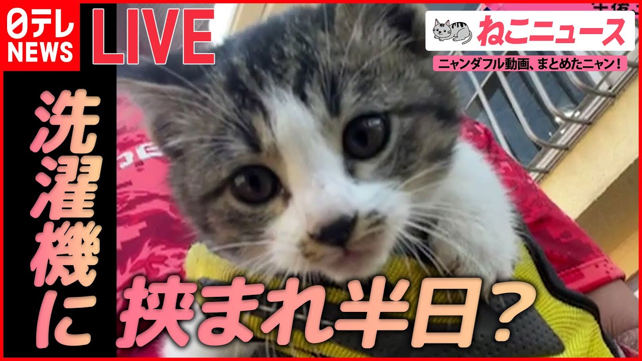 【猫ライブ】洗濯機に挟まれた子猫/マッサージが大好きな猫/心配になるくらい爆睡する猫 など （日テレNEWS LIVE）