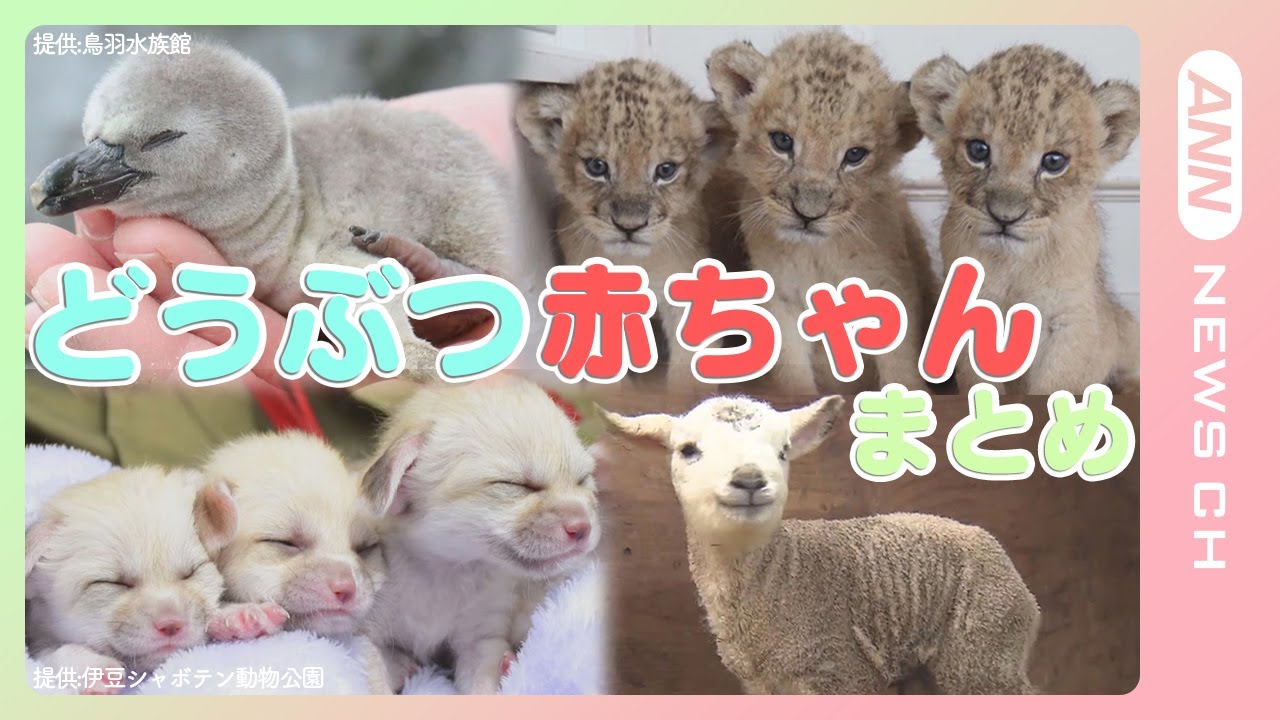 【どうぶつの赤ちゃんまとめ】動物の赤ちゃん動画だけを厳選してお届け！　生まれたての可愛いライオンやペンギンの様子も　ANN/テレ朝