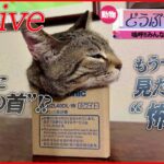 【動物ライブ】“ネコの生首”！？　飼い主も一瞬ひやっと…/あくび連発するネコ/「つばめタクシー」に100羽以上のツバメ（日テレNEWS LIVE）