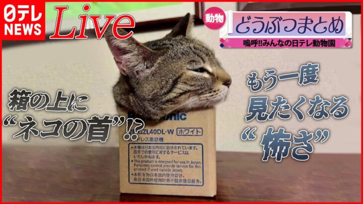 【動物ライブ】“ネコの生首”！？　飼い主も一瞬ひやっと…/あくび連発するネコ/「つばめタクシー」に100羽以上のツバメ（日テレNEWS LIVE）