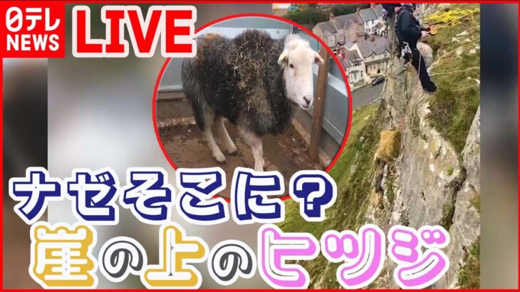 【動物ライブ】障子があっても突き進む猫/チーター親子そろってゴロゴロ /ヤギが暑くなるとなめる白い物体の正体とは？（日テレNEWS LIVE）