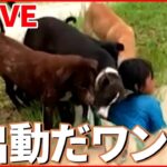 【動物ライブ】障子があっても突き進む猫/チーター親子そろってゴロゴロ /ヤギが暑くなるとなめる白い物体の正体とは？（日テレNEWS LIVE）