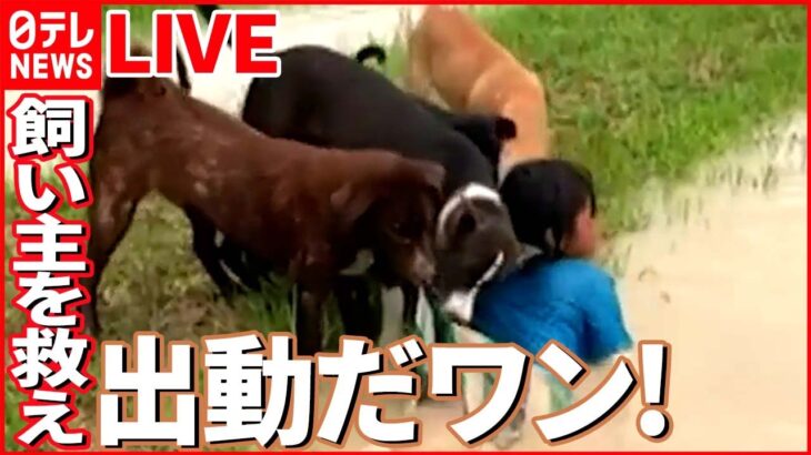 【動物ライブ】障子があっても突き進む猫/チーター親子そろってゴロゴロ /ヤギが暑くなるとなめる白い物体の正体とは？（日テレNEWS LIVE）