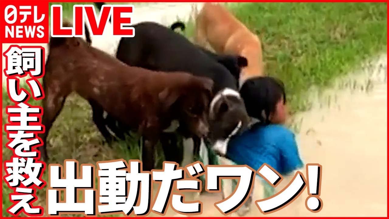 【動物ライブ】障子があっても突き進む猫/チーター親子そろってゴロゴロ /ヤギが暑くなるとなめる白い物体の正体とは？（日テレNEWS LIVE）