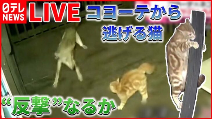 【どうぶつライブ】ネコが宙づり状態… /絶滅危惧種「スナドリネコ」の赤ちゃん誕生 / 国道を駆け抜ける“馬とパトカー” など（日テレNEWS LIVE）