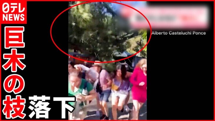 【突然】日本庭園で巨木の枝が落下…客が下敷きに アルゼンチン