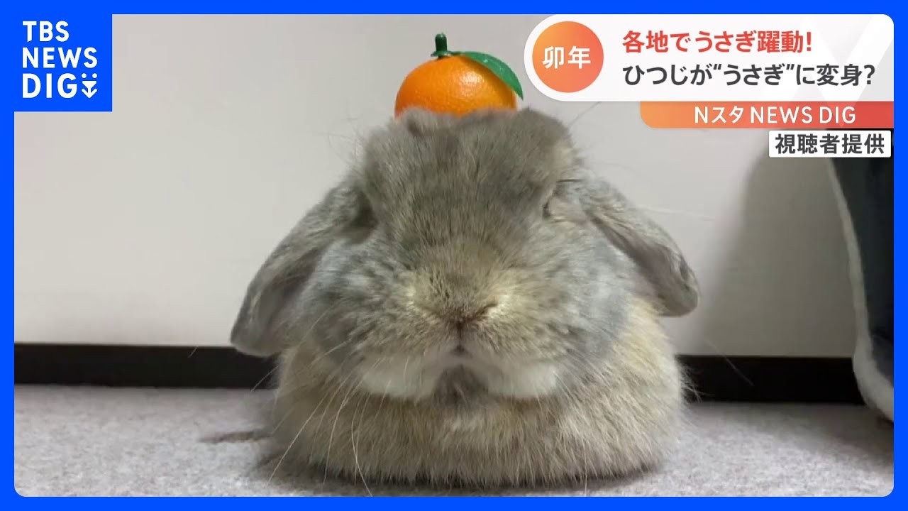 「かわいくて毛がもはもは」ウサギが鏡餅に？さらにヒツジは「卯」に！｜TBS&nbsp;NEWS&nbsp;DIG