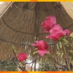 奈良・葛城市の石光寺で「寒牡丹」見ごろ　境内の３６種類の約６０株が可憐な花を咲かせる