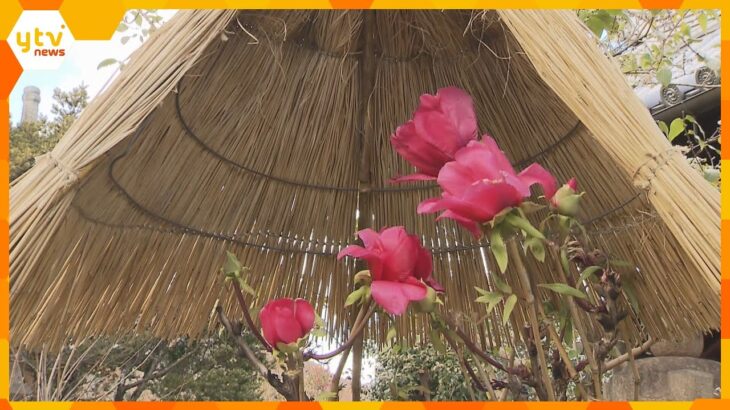 奈良・葛城市の石光寺で「寒牡丹」見ごろ　境内の３６種類の約６０株が可憐な花を咲かせる